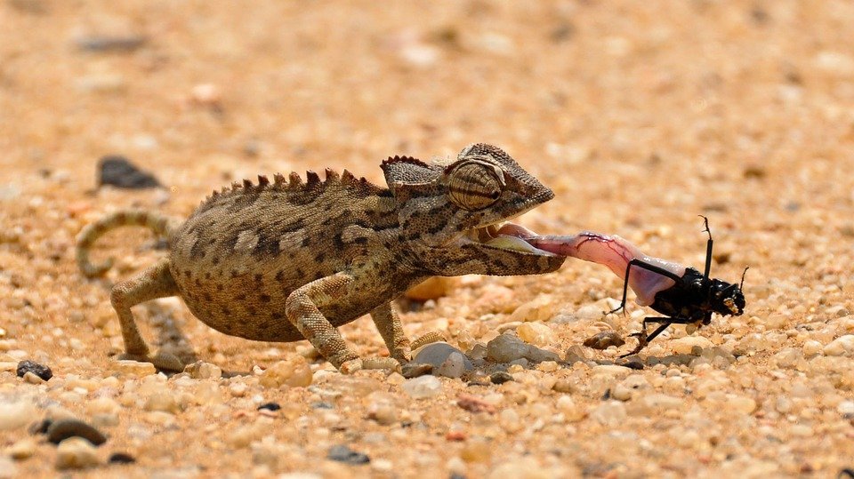 How Often Do Chameleons Eat – Reptiles Guide