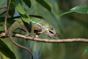 What Do Chameleons Eating