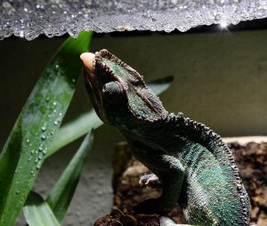 How Do Chameleons Drink Water