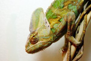 Veiled Chameleon Lifespan