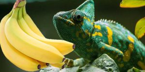 Can Chameleons Eat Bananas