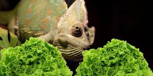 Can Chameleons Eat Lettuce