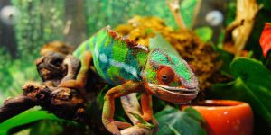 How Often To Clean A Chameleon Cage