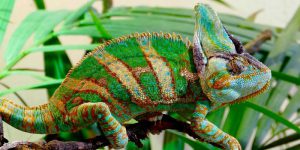 How Big Do Veiled Chameleons Get