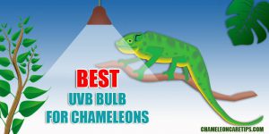 Best UVB bulb for chameleons