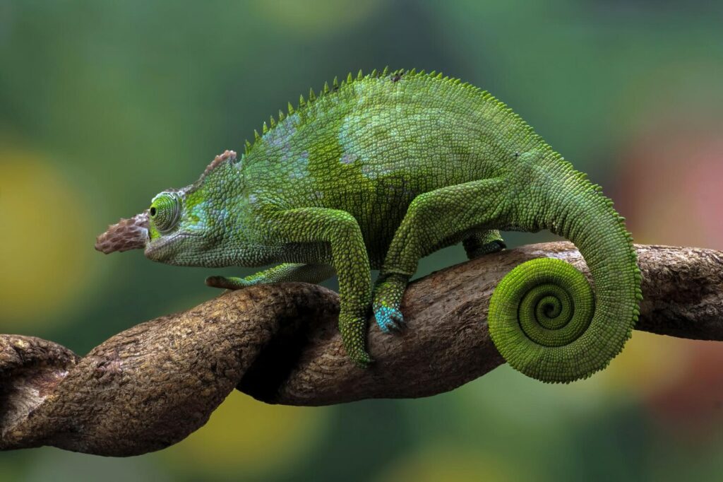 Where To Buy A Chameleon