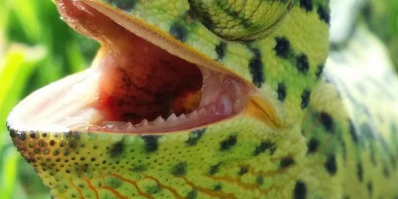 do chameleons have teeth