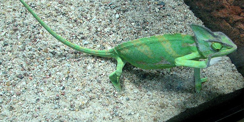 best substrate for chameleons