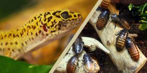 How Many Dubia Roaches To Feed Leopard Geckos