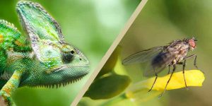 Can Chameleons Eat Flies