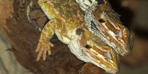 Why Do Bearded Dragons Close One Eye