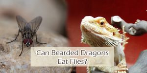 Can Bearded Dragons Eat Flies