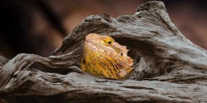 Best Hiding Places For Bearded Dragons