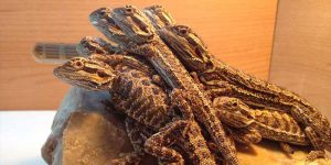 Can Bearded Dragons Live Together