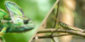 Can Chameleons Eat Grasshoppers