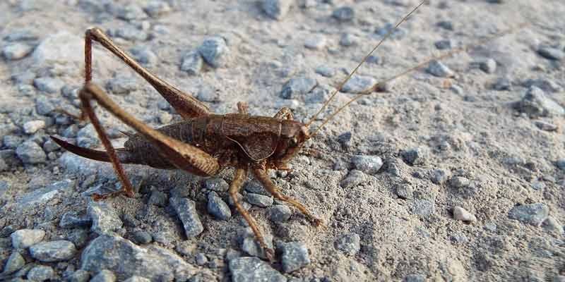Why Do My Crickets Keep Dying? 7 Reasons Why – Reptiles Guide