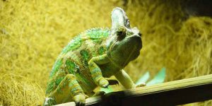 Do Chameleons Need Heat Lamp