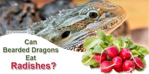 Can Bearded Dragons Eat Radishes