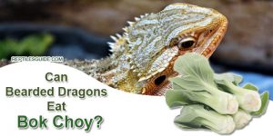 Can Bearded Dragons Eat Bok Choy