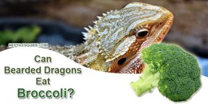 Can Bearded Dragons Eat Broccoli