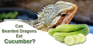 Can Bearded Dragons Eat Cucumber