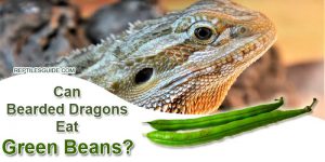 Can Bearded Dragons Eat Green Beans