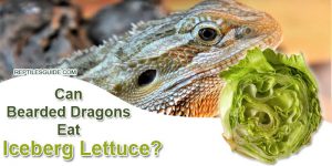 Can Bearded Dragons Eat Iceberg Lettuce