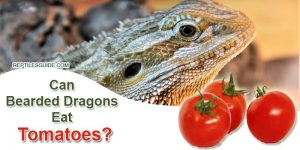 Can Bearded Dragons Eat Tomatoes