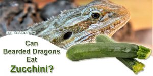 Can Bearded Dragons Eat Zucchini