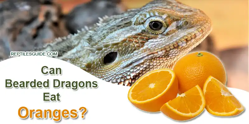 can bearded dragons eat oranges
