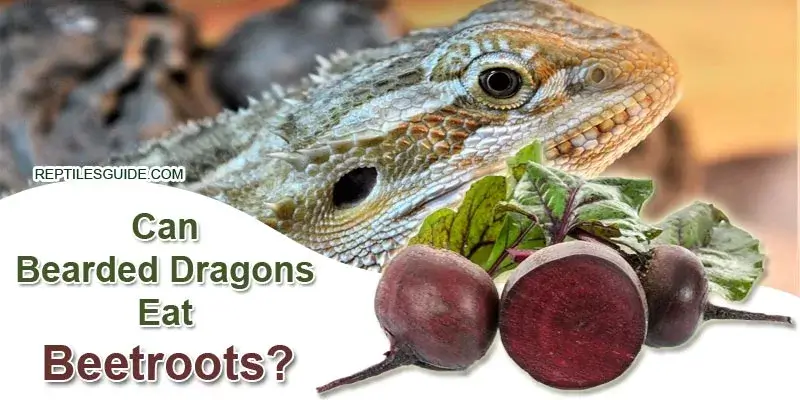 Can Bearded Dragons Eat Beetroot