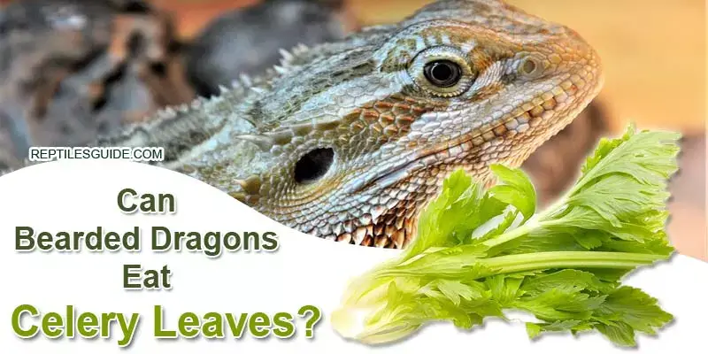 Can Bearded Dragons Eat Celery Leaves