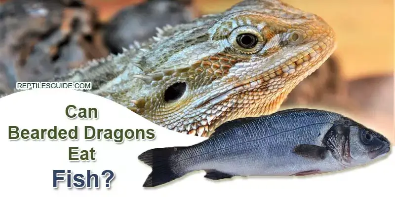 Can Bearded Dragons Eat Fish