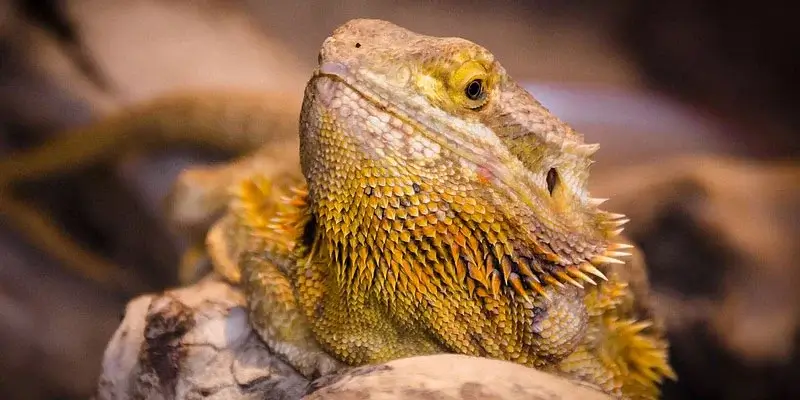 Why Does My Bearded Dragon Smell