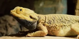 How Long Can A Bearded Dragon Go Without Heat