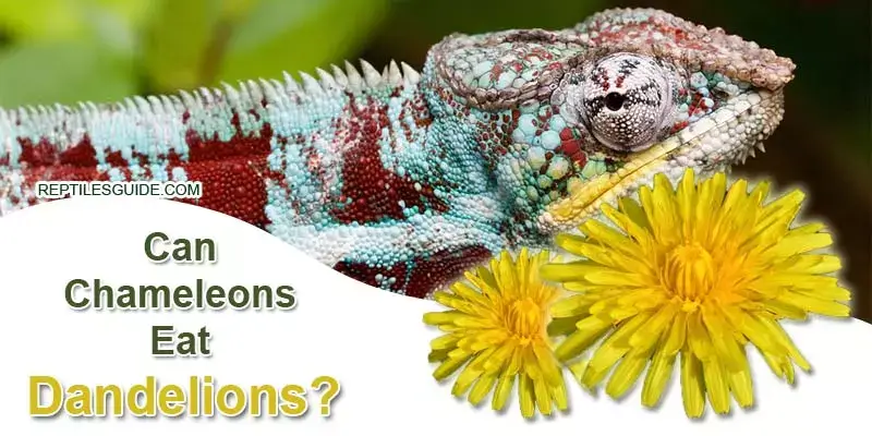 Can Chameleons Eat Dandelions