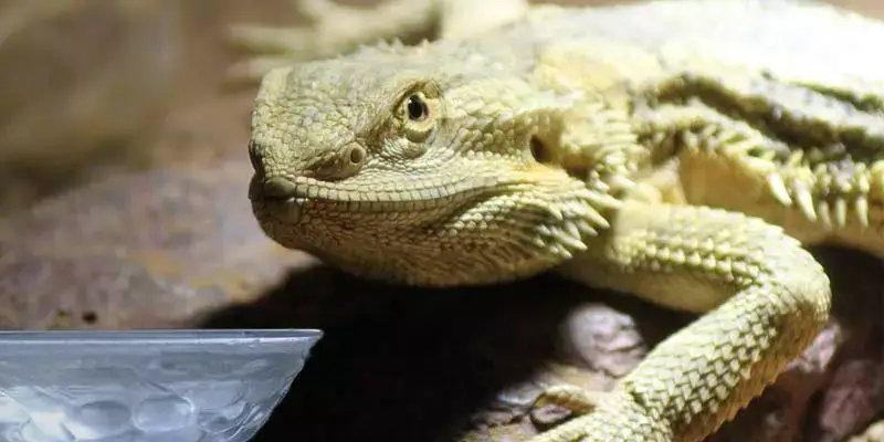 How Much Water Does A Bearded Dragon Need