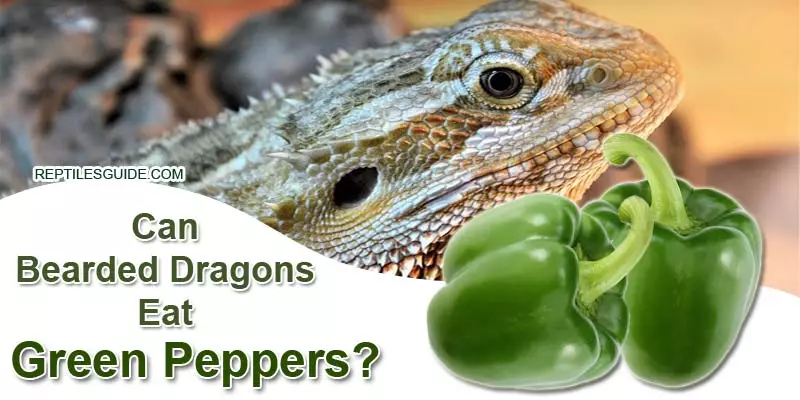 Can Bearded Dragons Eat Green Peppers