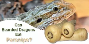 Can Bearded Dragons Eat Parsnips