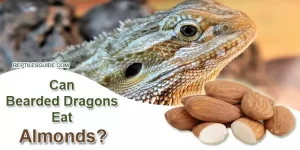 Can Bearded Dragons Eat Almonds