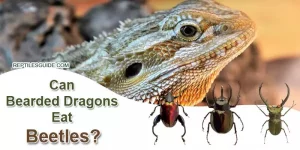 Can Bearded Dragons Eat Beetles