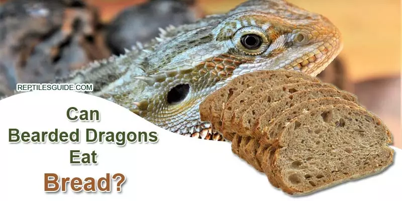 Can Bearded Dragons Eat Bread