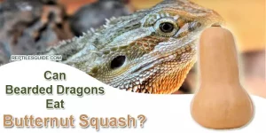 Can Bearded Dragons Eat Butternut Squash