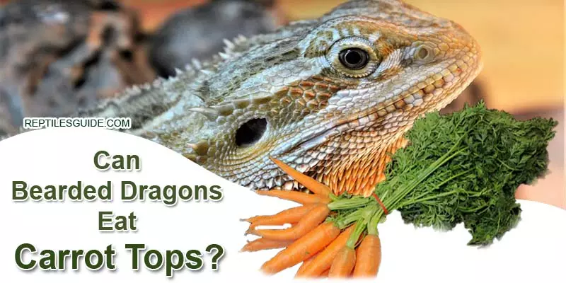 Can Bearded Dragons Eat Carrot Tops