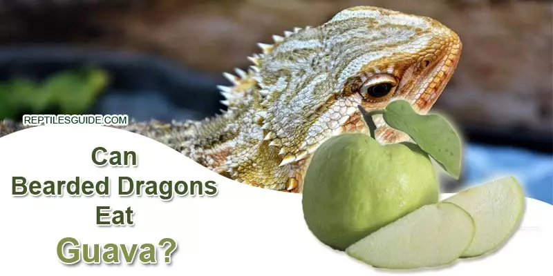 Can Bearded Dragons Eat Guava