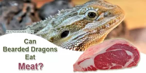 Can Bearded Dragons Eat Meat