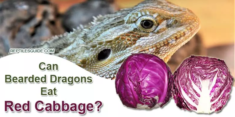 Can Bearded Dragons Eat Red Cabbage