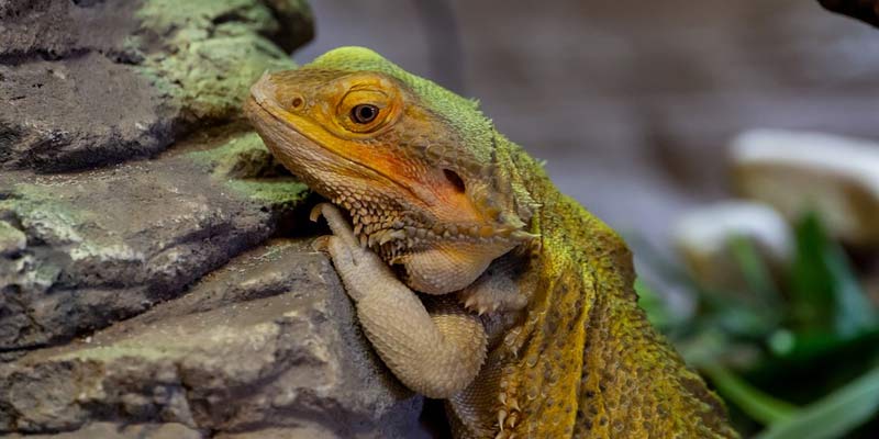 Are Bearded Dragons Territorial