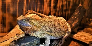 How Long Can Bearded Dragons Live Without UV Light