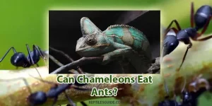 can chameleons eat ants